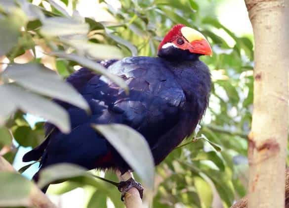 動物図鑑・ニシムラサキエボシドリ